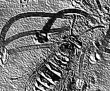 Skamielina