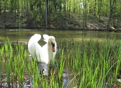 Oryginalny obrazek