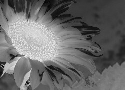 Szary + Negatyw