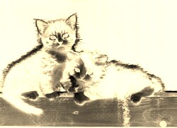 Sepia + Negatyw
