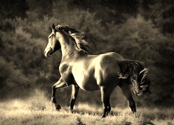 Szary + Sepia