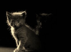 Szary + Sepia