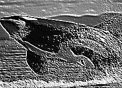 Skamielina