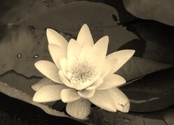 Szary + Sepia