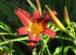 Oryginalny obrazek
