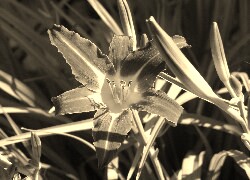 Szary + Sepia