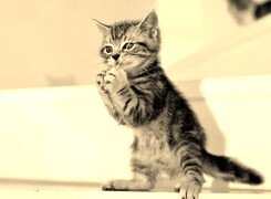 Szary + Sepia