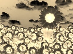 Sepia + Negatyw