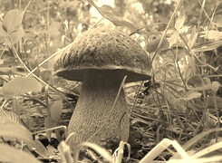 Sepia