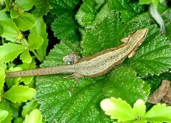 Oryginalny obrazek