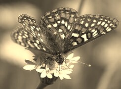 Szary + Sepia