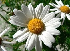 Oryginalny obrazek