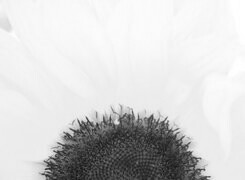 Szary