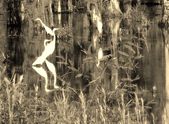 Szary + Sepia