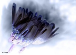 Negatyw