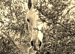 Szary + Sepia