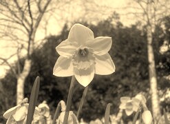 Szary + Sepia
