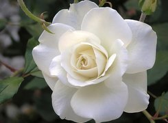 Oryginalny obrazek