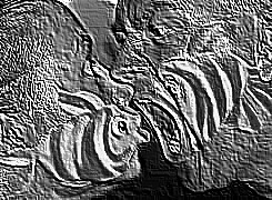 Skamielina