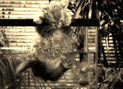 Szary + Sepia