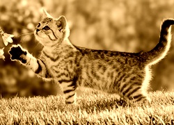 Sepia