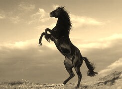 Szary + Sepia
