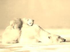 Szary + Sepia