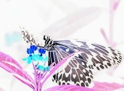 Negatyw