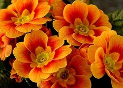 Oryginalny obrazek