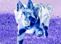 Negatyw