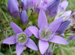 Oryginalny obrazek