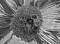 Skamielina