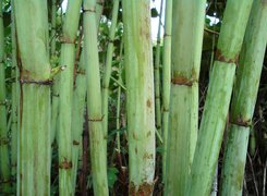 Oryginalny obrazek