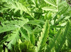 Oryginalny obrazek