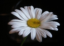 Oryginalny obrazek