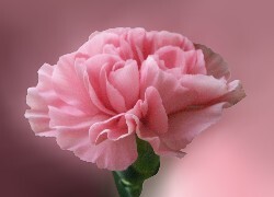 Oryginalny obrazek