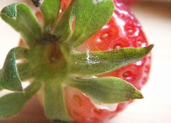 Oryginalny obrazek