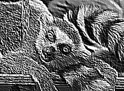 Skamielina