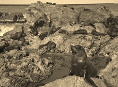 Szary + Sepia