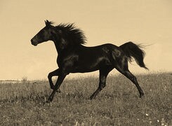 Szary + Sepia