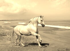 Szary + Sepia