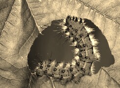Sepia