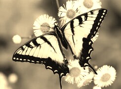 Szary + Sepia