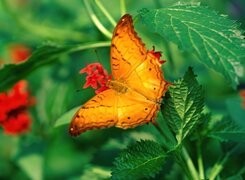 Oryginalny obrazek