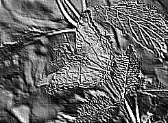 Skamielina