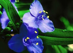 Oryginalny obrazek