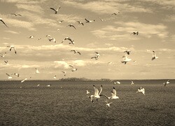 Sepia