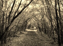 Szary + Sepia