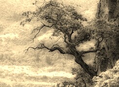 Sepia
