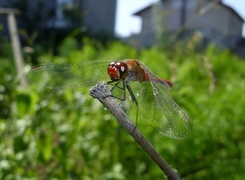 Oryginalny obrazek